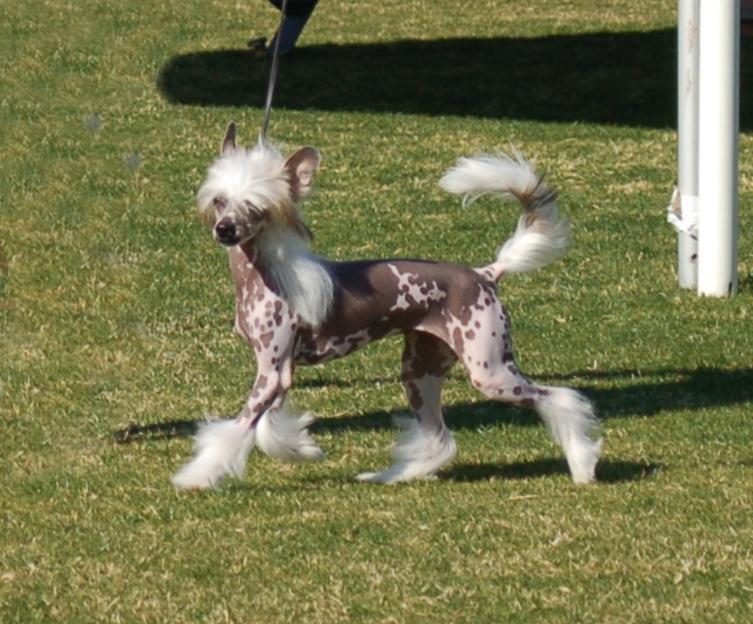 WINNERS BITCH, BEST PUPPY